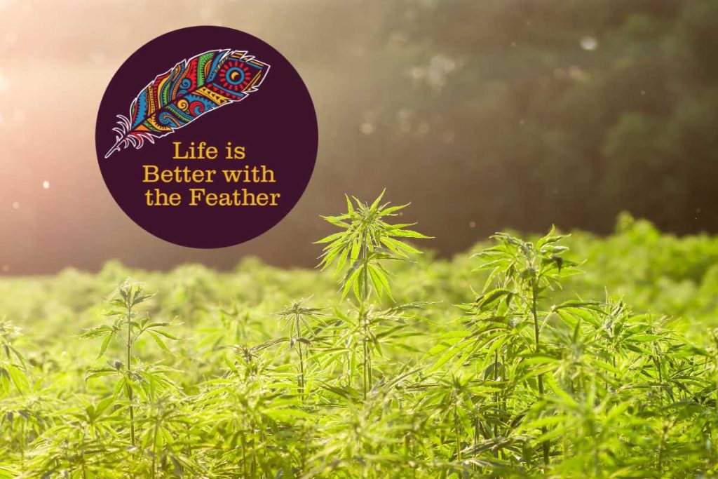 CBD American Shaman